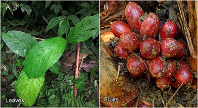 Genome Sequencing of Amomum tsao-ko Provides Novel Insight Into Its Volatile Component Biosynthesis